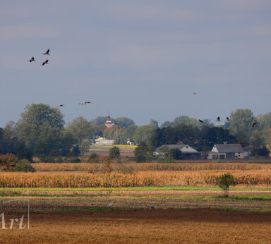 ilustracje albumu ZADZIM