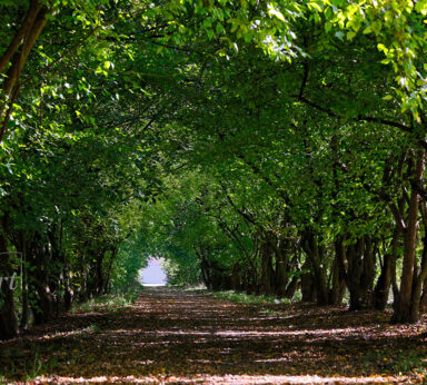 ilustracje albumu ZADZIM